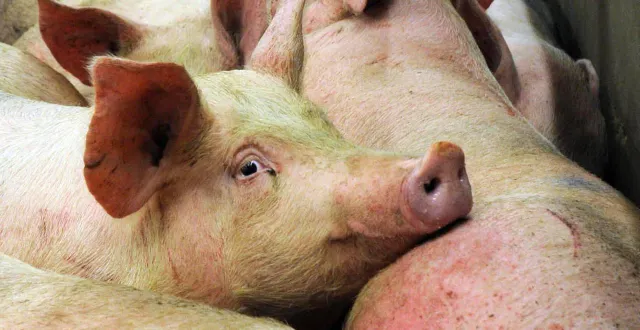 photo  en chine, un homme a provoqué une coupure de courant en heurtant une ligne à haute tension avec un drone transportant un cochon. photo d’illustration.  &copy;  thierry creux / archives ouest-france 