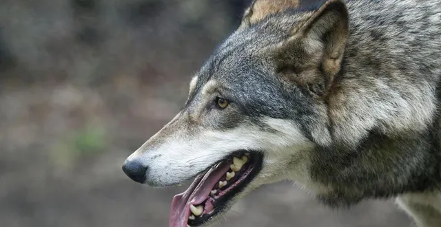photo  vingt-quatre communes du finistère sont désormais en « zone de prédation avérée ». photo d’illustration.  &copy;  thierry creux / archives ouest-france 