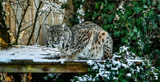 photo  l’équipe de spaycific’zoo a œuvré tout l’hiver à la préparation de la nouvelle saison.  &copy;  photo le maine libre - yvon loué 