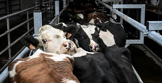 photo  les bovins seront de nouveau vaccinés cette année contre la dermatose nodulaire contagieuse (dnc) dans les quatre régions concernées par la vaccination en 2025, a annoncé ce lundi 9 février 2026 le ministère de l’agriculture. photo d’illustration.  &copy;  martin roche / archives ouest-france 