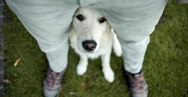 photo  pourquoi les chiens aiment-ils tant nous renifler ?  &copy;  (photo d’illustration : ulf reschke/istockphoto) 