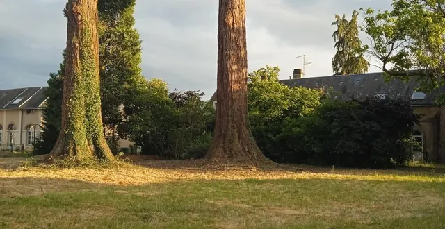 photo  les deux séquoias en question.  &copy;  ouest-france 