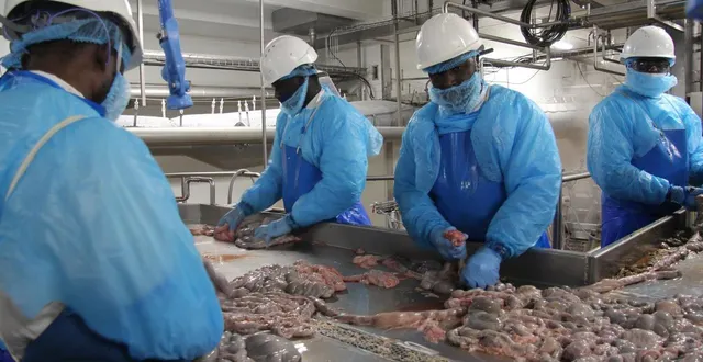 photo  les travaux de la nouvelle boyauderie du site holvia porc, à laval, ont été pensés avec les salariés, pour améliorer les conditions de travail.  &copy;  ouest-france. 