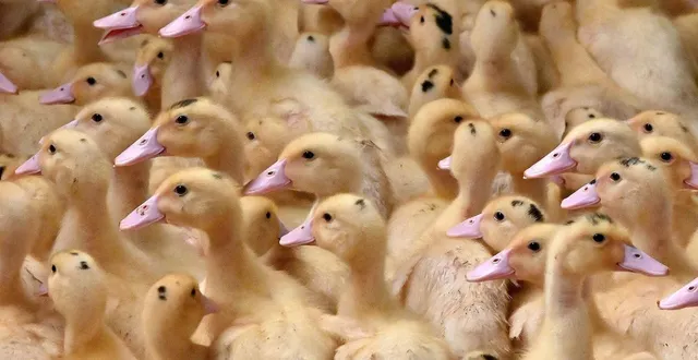 photo  l’influenza aviaire a été détectée dans deux foyers de volailles de maine-et-loire.  &copy;  jérôme fouquet/ouest-france. 