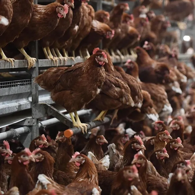 photo les élevages ont été touchés par une forme d’influenza aviaire hautement pathogène (photo d’illustration).  ©  archives co - josselin clair