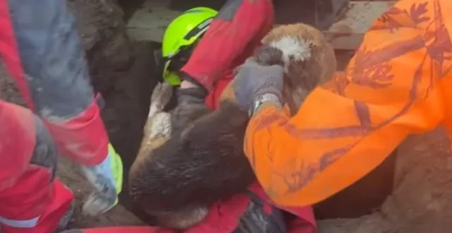 photo  le chien sauvé par les pompiers à segré-en-anjou bleu (maine-et-loire), le 31 janvier.  &copy;  capture d'écran facebook : sdis49/mathéo fradin 
