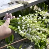 photo  pour la cueillette du muguet, bigot fleurs, entreprise située près du mans, cherche plus de 500 saisonniers. 