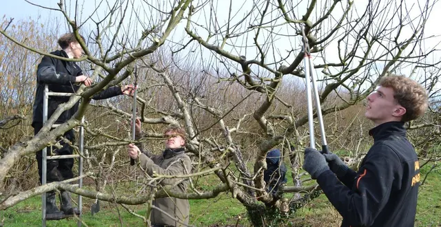 photo  les apprentis du campus de la germinière de rouillon, ont travaillé au verger conservatoire d’asnières.   &copy;  le maine libre 