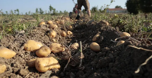photo  plusieurs raisons expliquent cette surproduction dont « une contraction du marché des frites surgelées » en réaction à la hausse des droits de douane américains.  &copy;  archives co – benoît felace 
