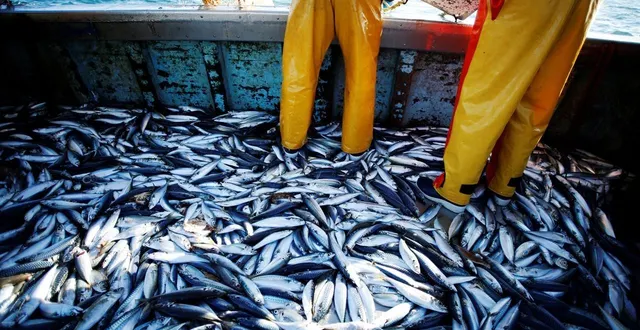 photo  des maquereaux capturés par un chalutier en 2018 au large de la normandie.  &copy;  afp 