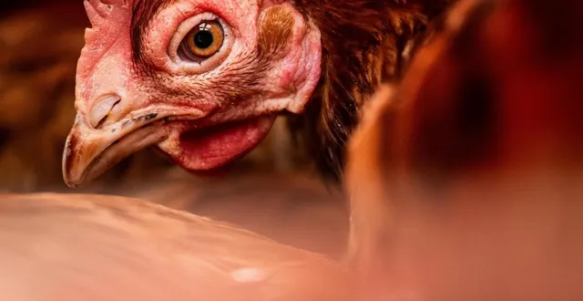 photo  deux foyers supplémentaires de grippe aviaire ont été détectés en maine-et-loire.  &copy;  archives guillaume saligot / ouest-france 