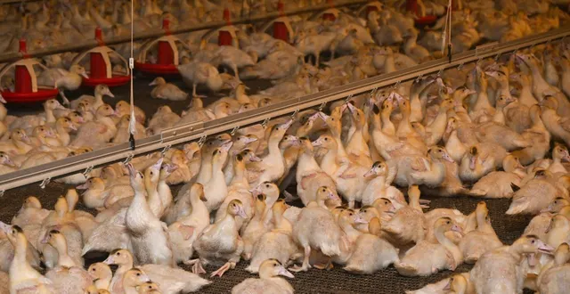 photo  deux nouveaux foyers de grippe aviaire ont été découverts mercredi 11 février en maine-et-loire.  &copy;  archives co - laurent combet 