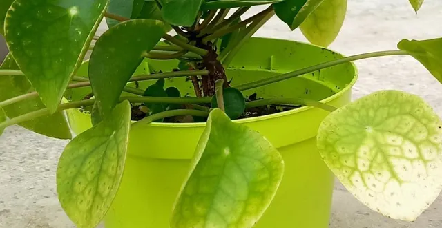 photo  l’atelier est organisé par le groupe des heureux jardiniers et le collectif maison pour tous.  &copy;  ouest-france 