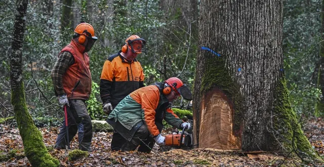 photo  les forêts domaniales sont aujourd’hui gérées par l’état via l’office national des forêts.  &copy;  archives le maine libre denis lambert 
