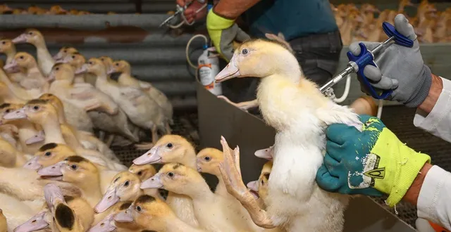 photo  la vaccination des canards a permis de limiter l’impact de la grippe aviaire, depuis deux ans.  &copy;  archives co-laurent combet 