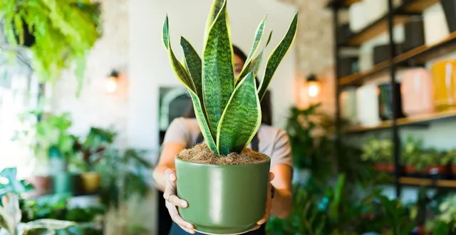 photo  le sanseveria est aussi appelé langue de belle-mère.  &copy;  antonio_diaz / getty images 