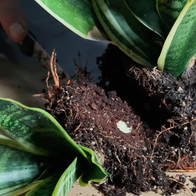 photo découpez le rhizome en sections.  ©  image verte