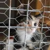 photo de nombreux chatons ont été tués par le prévenu, qui comparaissait ce 12 février 2026 devant le tribunal de saumur.