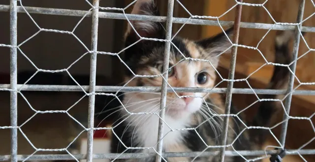 photo  de nombreux chatons ont été tués par le prévenu, qui comparaissait ce 12 février 2026 devant le tribunal de saumur.  &copy;  illustration co - julie brichard 