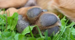 Info insolite  une loi a été adoptée au brésil permettant d’enterrer un animal dans la tombe familiale. photo d’illustration. 