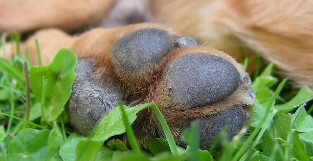 photo  une loi a été adoptée au brésil permettant d’enterrer un animal dans la tombe familiale. photo d’illustration.  &copy;  maky_orel / pixabay 