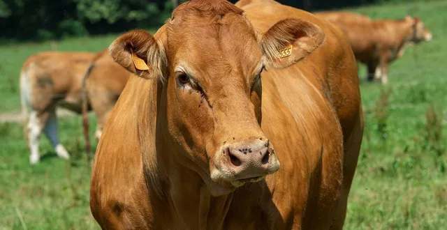 photo  un foyer de tuberculose bovine a été identifié à combray (calvados). une vache limousine est sortie positive de la prophylaxie.  &copy;  mathieu pattier / archives ouest-france 