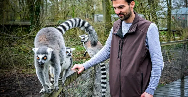photo  le spaycific’zoo propose des enclos immersifs pour observer certaines espèces, comme ici les lémuriens, au plus près.  &copy;  photo le maine libre - yvon loué 