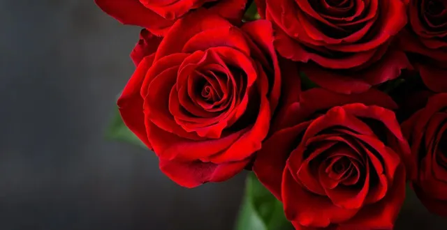 photo  un bouquet de roses.  &copy;  photo d’illustration : elena_danileiko / istock 