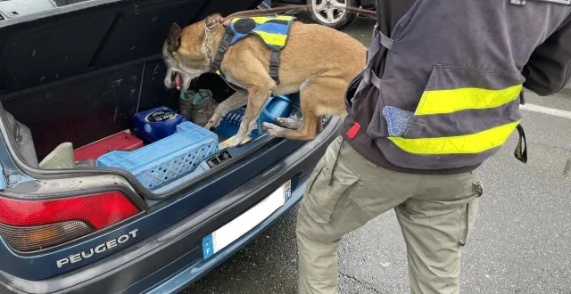 photo  vendredi 13 février, à la barrière de péage d’ancenis dans le sens nantes-angers, la brigade cynophile de saint-philbert-de-grand-lieu et l’escadron départemental de contrôle des flux ont ciblé les conduites à risque.  &copy;  ouest-france 