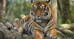 Info insolite  le tigre compte parmi les animaux les plus menacés. 