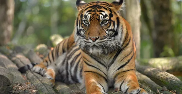 photo  le tigre compte parmi les animaux les plus menacés.  &copy;  photo d’illustration po 