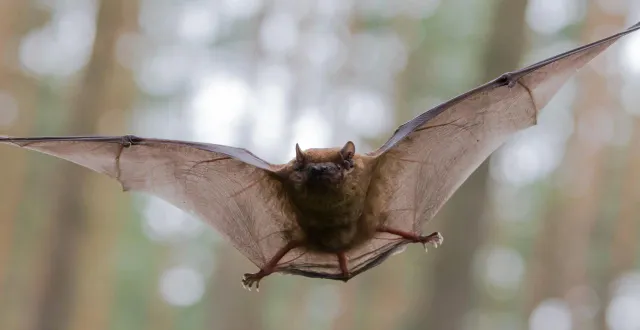 photo  la chauve-souris est en voie de disparition.  &copy;  getty images 