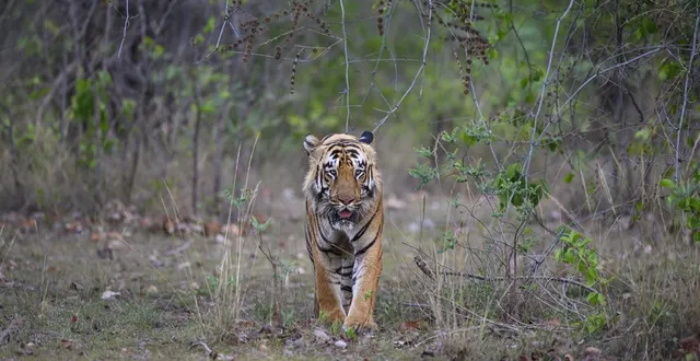 photo  le tigre compte parmi les animaux les plus menacés de la planète. (photo d’illustration)  &copy;  clement fontaine / biosphoto via afp 