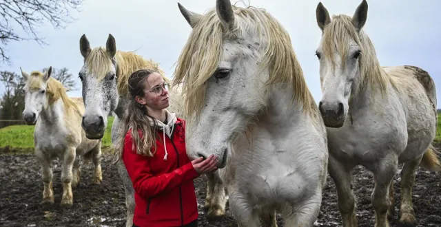 photo  lola patout ambitionne de faire vivre l’héritage familial en reprenant l’élevage des d’atout, une lignée percheronne connue dans le monde entier.  &copy;  le maine libre – denis lambert 