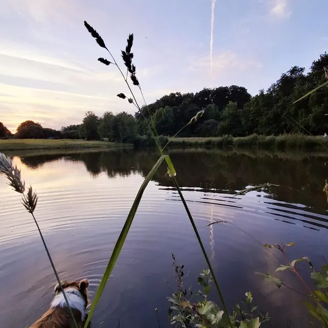 L’étang de Mon savoureux jardin, où les chiens peuvent se rafraîchir. DR photo l’étang de mon savoureux jardin, où les chiens peuvent se rafraîchir. © dr