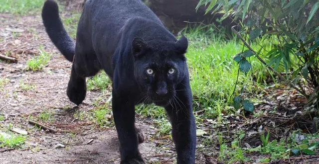 photo  une image de la deuxième mise en contact des panthères noires, le 6 février 2026. deux félins, issus du dressage circassien à destination de l’audiovisuel. les voici désormais pensionnaires des terres de nataé à pont-scorff.  &copy;  thierry creux / ouest-france 