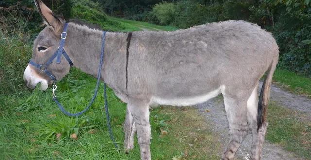 photo  le cambrioleur avait un 