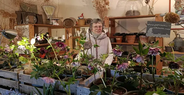 photo  la pépinière ellebore est spécialisée dans la reproduction d’hellébores.  &copy;  ouest-france 