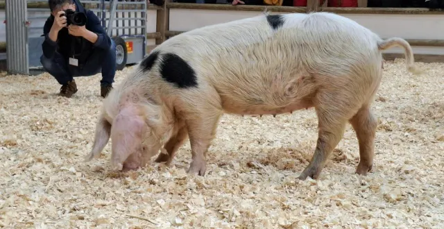 photo  vénus, la truie de bayeux de l’arche de la nature, au mans, a été primée au salon de l’agriculture, le mardi 25 février 2025.  &copy;  arche de la nature 