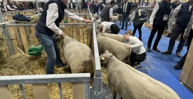 photo  pour cette édition 2026, aucun bovin ne sera présent au salon international de l’agriculture, à paris.  &copy;  archives ouest-france 