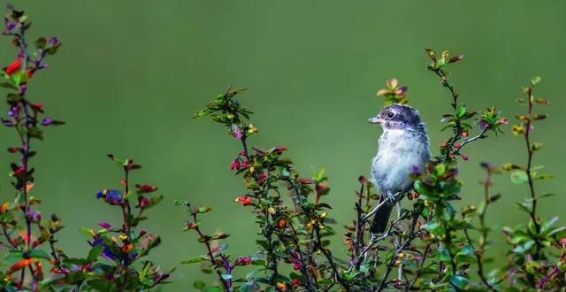 photo  pour une cohabitation amicale avec nos amis à plumes, choisissons des arbustes à baies dans nos jardins !  &copy;  getty images 