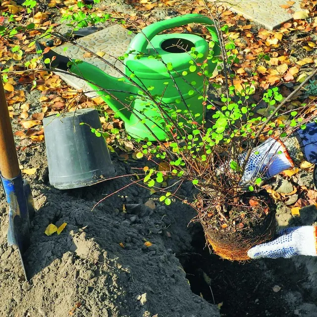 photo plantez des arbustes pour attirer les oiseaux.  ©  getty images/istockphoto
