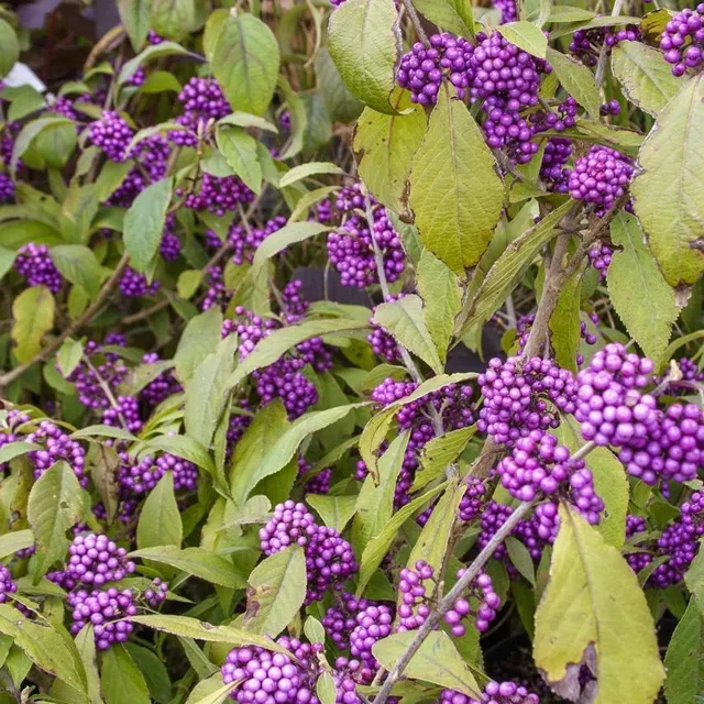 photo callicarpa bodinieri 'profusion'.  ©  thomas alamy