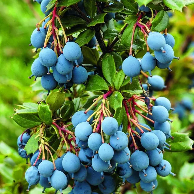 photo épine-vinette de darwin.  ©  thomas alamy