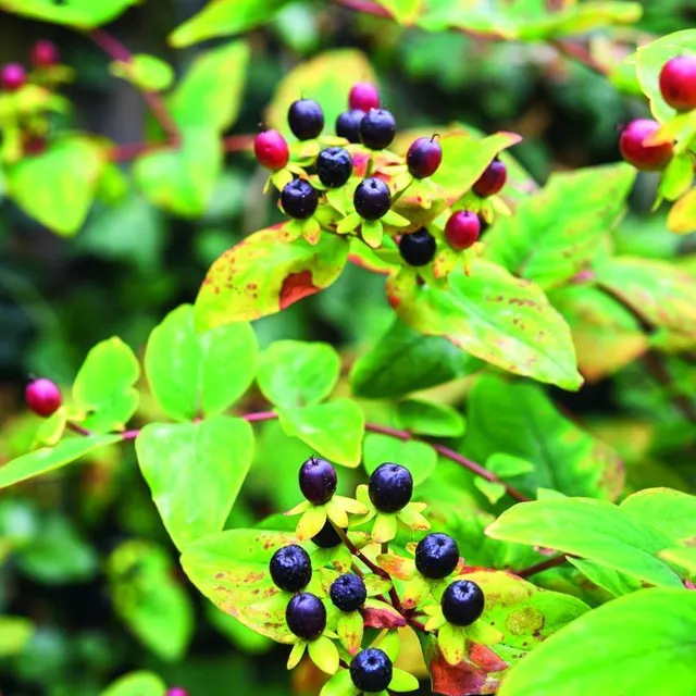 photo millepertuis en fruits.  ©  thomas alamy
