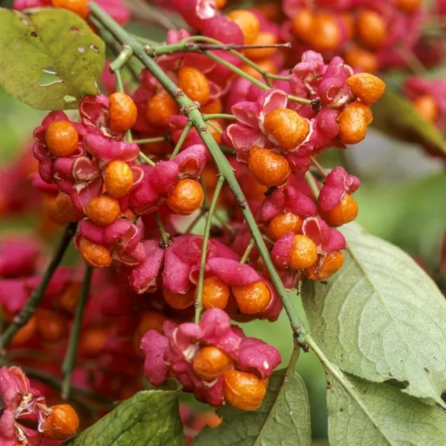 photo fusain.  ©  thomas alamy