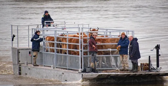 photo  mauges-sur-loire, samedi 14 février. vingt-six bœufs, qui pâturaient sur l’île meslet, ont été évacués en raison de la montée des eaux.  &copy;  johañe garrone 