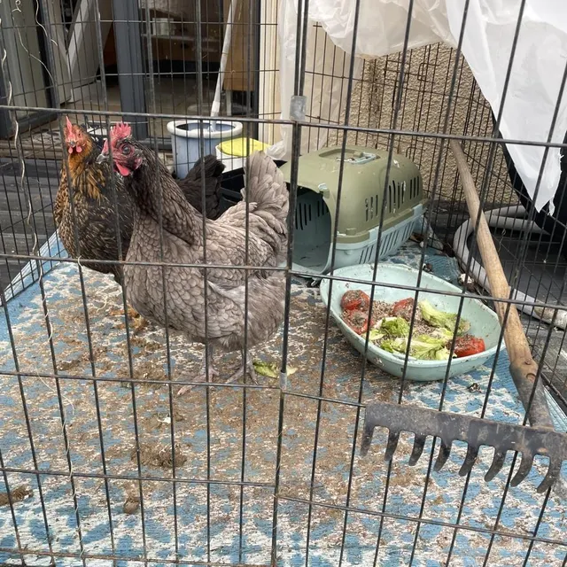 photo les poules de sandrine ont quitté leur enclos pour se réfugier sur la terrasse.  ©  ouest-france