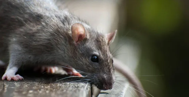 photo  les crues et les pluies chassent les rats hors de leurs habitats.  &copy;  fotolia 