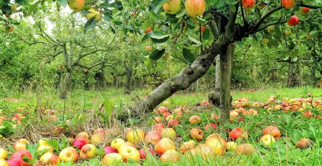 photo  l’arboriculture est un autre débouché possible pour les maraîchers.  &copy;  archives ouest-france 